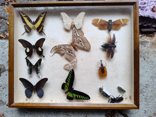 Schmetterlinge sammlung schauk gebraucht kaufen  Kirchzarten
