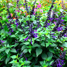 Salvia amistad sage for sale  UK