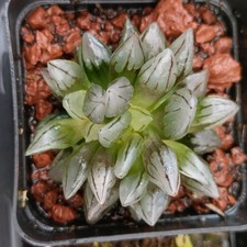 #esgotado # Pré-encomenda avai Burro cauda de burro 1*corte* 3cm 🏵️limite 1 compra somente comprar usado  Enviando para Brazil