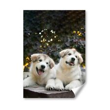 Alaskan malamute puppies for sale  SELBY