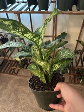 Dieffenbachia sparkles live for sale  Marysville