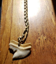 Tiger shark tooth for sale  Frankford