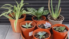 Set young succulent for sale  PETERHEAD