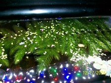 live aquarium plants for sale live aquarium plants for sale Friendsville