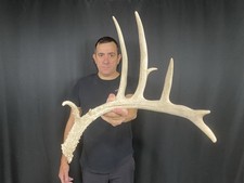 Whitetail deer shed for sale  Delphos