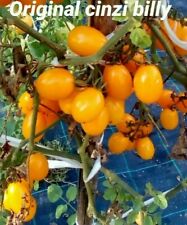 Semi pomodoro datterino usato  Venzone