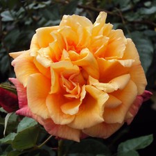 Kordes rose aloha gebraucht kaufen  Haselünne