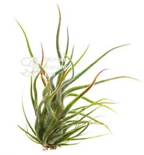 Tillandsia pruinosa silver for sale  DRONFIELD