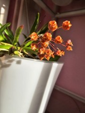 Heavenly hoya hoya gebraucht kaufen  Bad Bramstedt