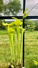 Sarracenia seeds hybrid for sale  LLANDYSUL