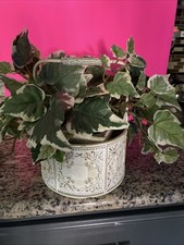 Artificial ivy plant for sale  Ripon