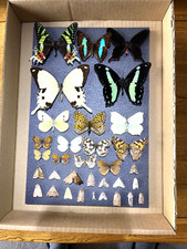 Beautiful butterflies moths. for sale  POOLE