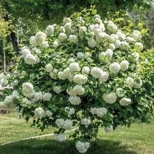 Viburnum opulus hardy for sale  IPSWICH