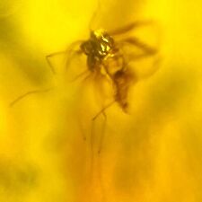 Baltic amber mosquito for sale  Harrison Township