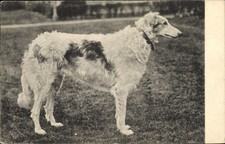 Windhund rassehund 4375844 gebraucht kaufen  Berlin