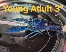 crayfish electric blue for sale crayfish electric blue for sale Naples