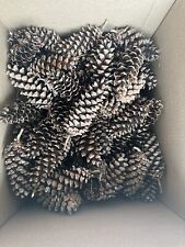 Real pinecones pine for sale  Mechanicsburg