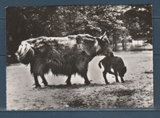 Cpsm 1960 nature d'occasion  Bourg-en-Bresse