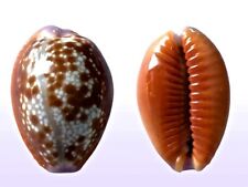 Cypraea helvola fort usato  Roma
