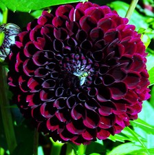 Ausverkauf dahlien dahlie gebraucht kaufen  Erfurt