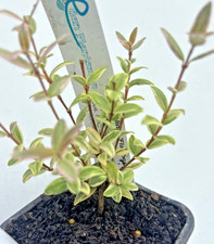 Ugni molinae flambeau for sale  WIGTON