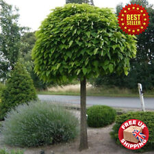 catalpa tree for sale catalpa tree for sale OXFORD