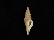 Concha do mar Crassibougia clausicaudata 46mm ID#9400 comprar usado Concha do mar Crassibougia clausicaudata 46mm ID#9400 comprar usado  Enviando para Brazil