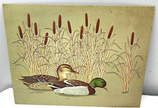 Parks mallard ducks for sale  Dallas