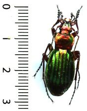 Carabidae carabus auronitens d'occasion  France