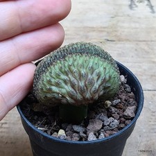 Sulcorebutia rauschii crestata usato  Trevi