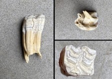 Pferdezahn tierzahn gebiss gebraucht kaufen  Feldkirchen