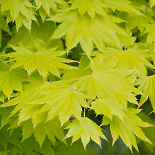 Acer shirasawanum aureum for sale  UK