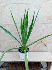 caudex usato caudex usato Bisceglie