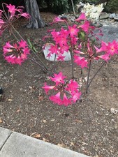 Baby amaryllis belladonna for sale  Goleta