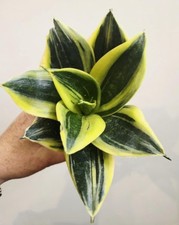 Sansevieria flamingo star for sale  WOLVERHAMPTON