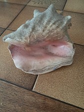 Große muschel meeresmuschel gebraucht kaufen  Apfeldorf