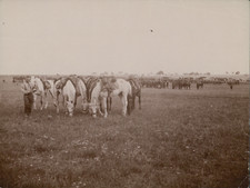 Militaire manoeuvres chevaux d'occasion  Pagny-sur-Moselle