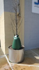 Pack gallon tree for sale  Cleves