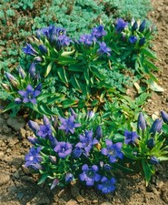Gentiana septemfida var gebraucht kaufen  Westerstede