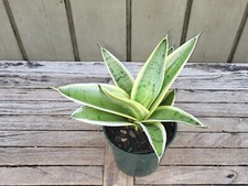 Sansevieria hahnii silver for sale  Homestead