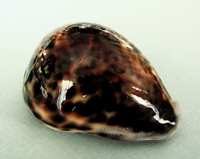 Cypraea tigris gem d'occasion  Nice-