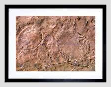 Science archeology dickinsonia for sale  EDINBURGH