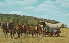 Belgian draft horse for sale  Middlefield