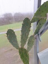 Prickly pear cactus for sale  Ireland