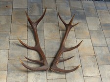 Geweihe geweihstangen geweih gebraucht kaufen  Geislingen an der Steige
