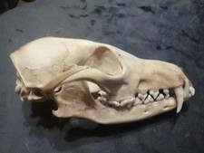 Fox skull good for sale  BEDWORTH