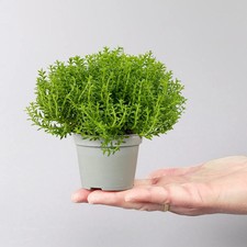 Hebe mini green gebraucht kaufen  Deutschland