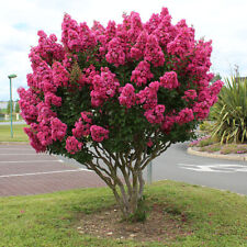 Promo grand lilas d'occasion  Outarville