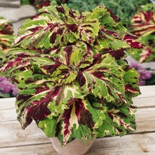 Coleus kong mosaic for sale  LLANDYSUL