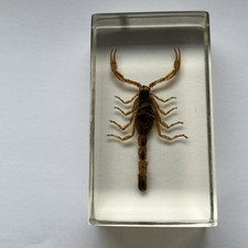 Real scorpion bug for sale  SOUTH CROYDON